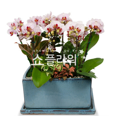 마음을 담은 서양란