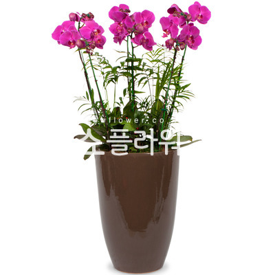 핑크호접란