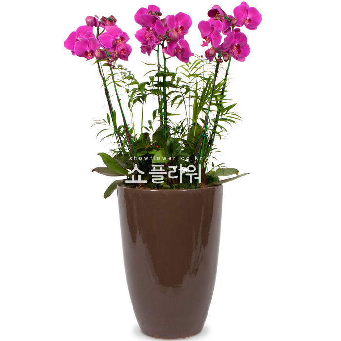 상세이미지