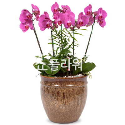 호접란B