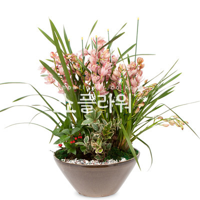 심비디움(대품)