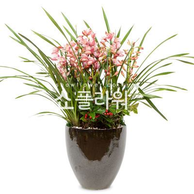 서양란7-심비디움