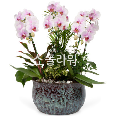 미니호접(연핑크)