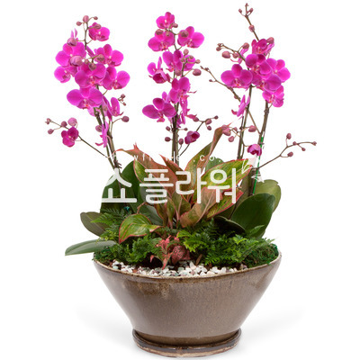 만천홍A