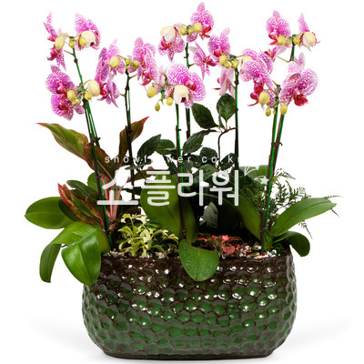 서양란17-호접