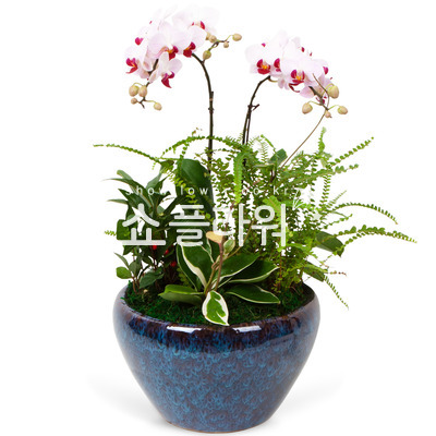 서양란20