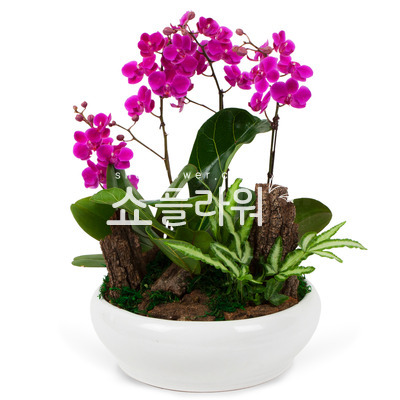 사랑스러움 만천홍