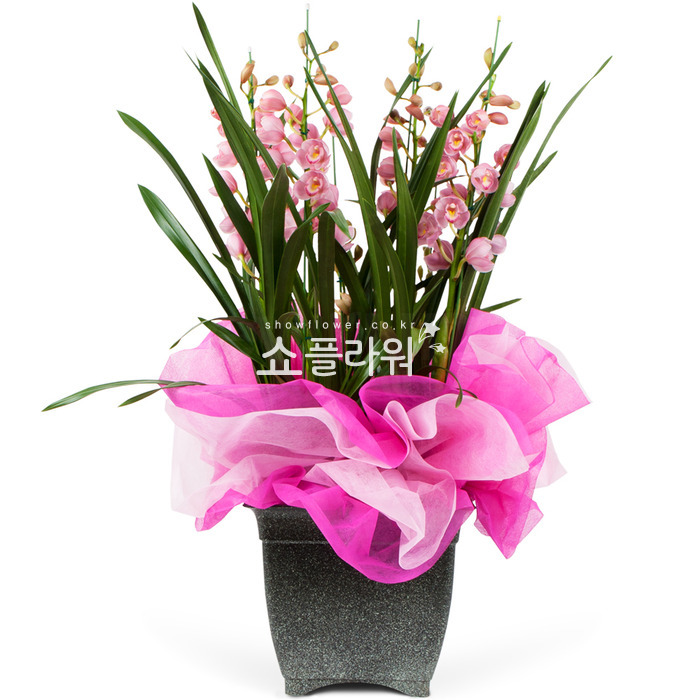 상세이미지