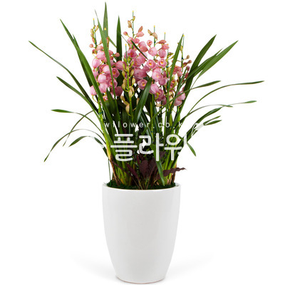 심비디움(핑크)