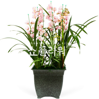 서양란26(大)