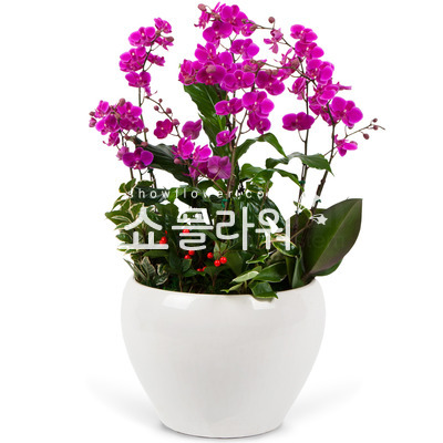 핑크만천홍