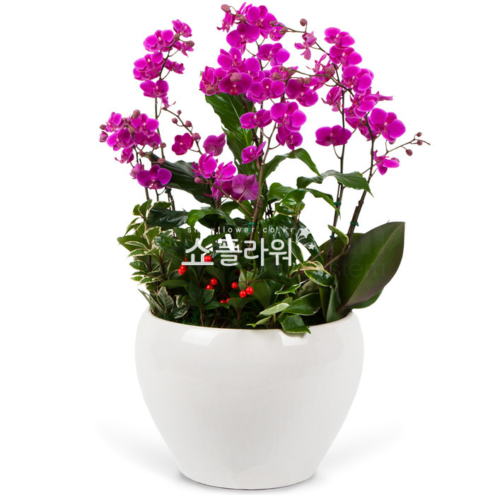 상세이미지