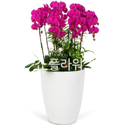 호접란