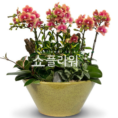 주황호접
