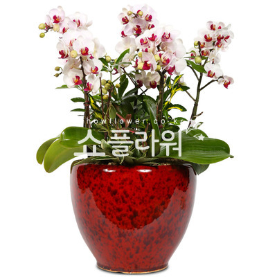 서양란10