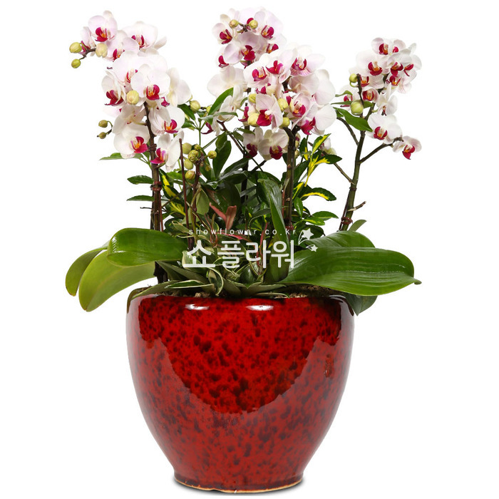 상세이미지