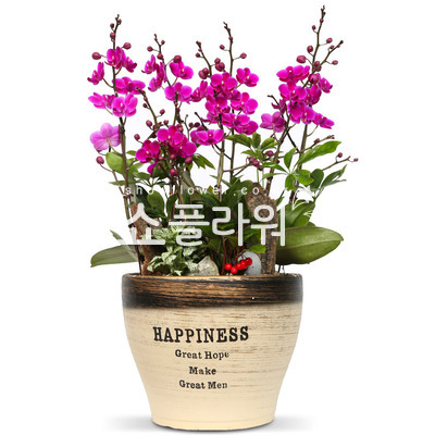 만천홍(고급)