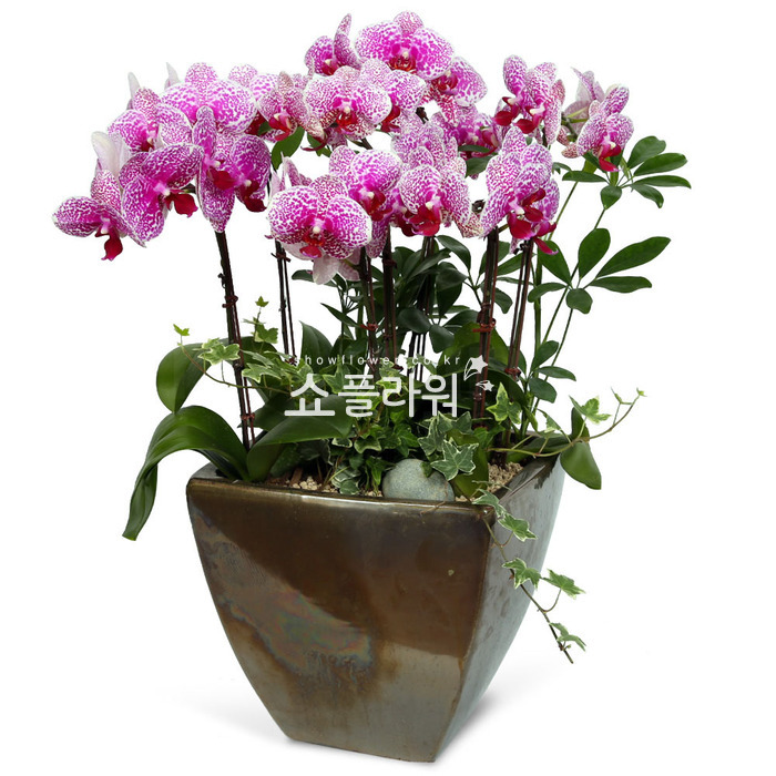 상세이미지
