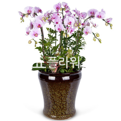 연핑크호접란