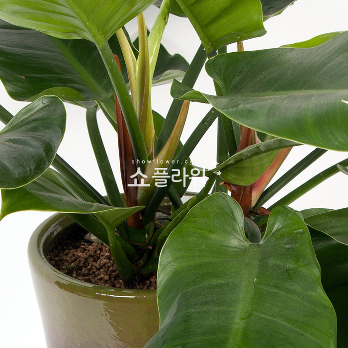 상세이미지