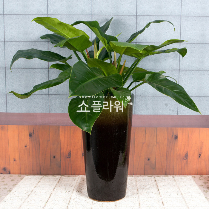 상세이미지