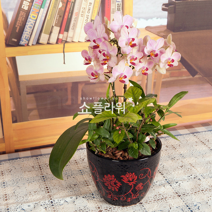 상세이미지