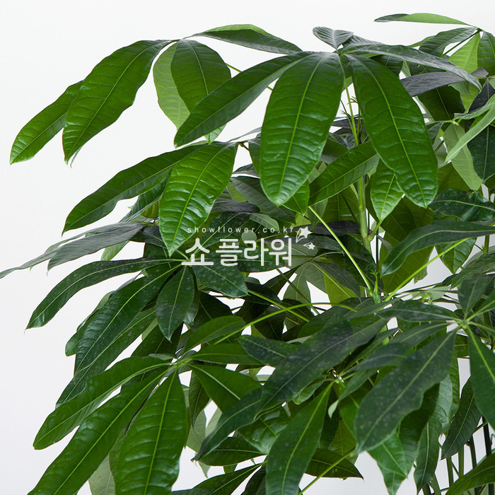 상세이미지
