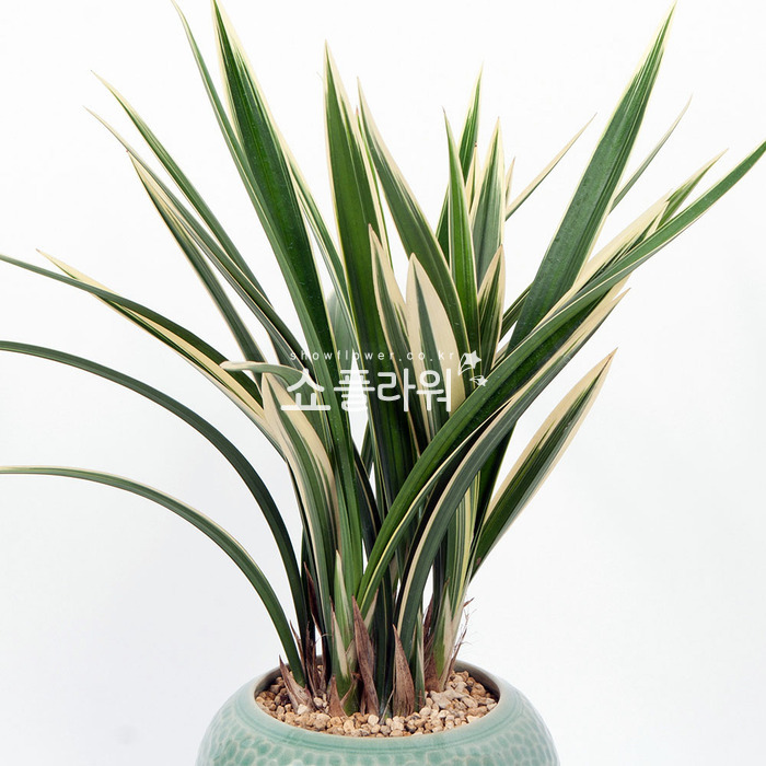 상세이미지