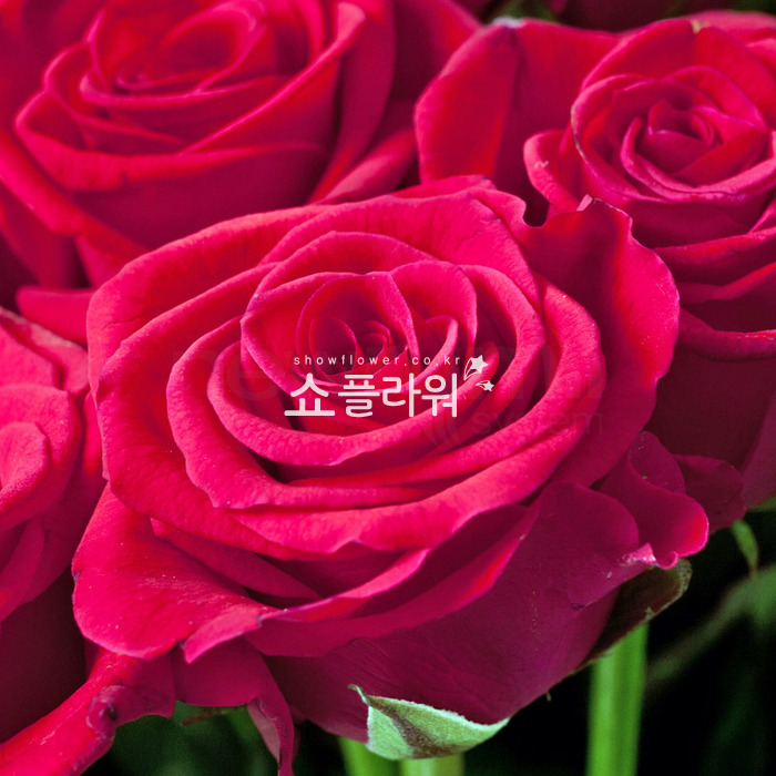 상세이미지