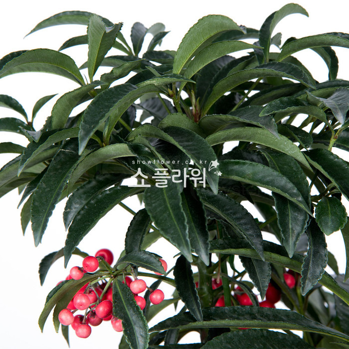 상세이미지