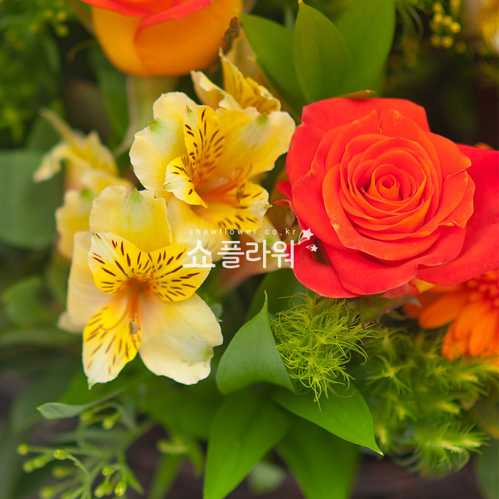 상세이미지