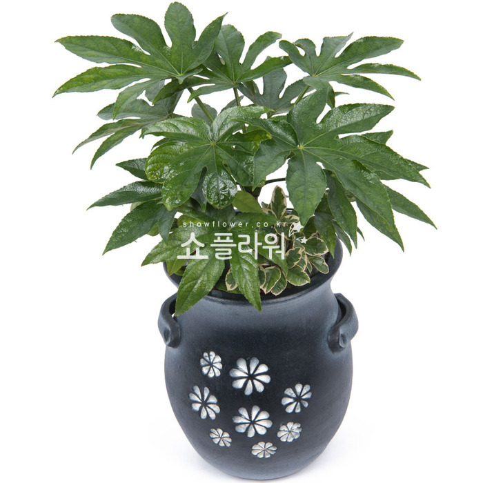 상세이미지