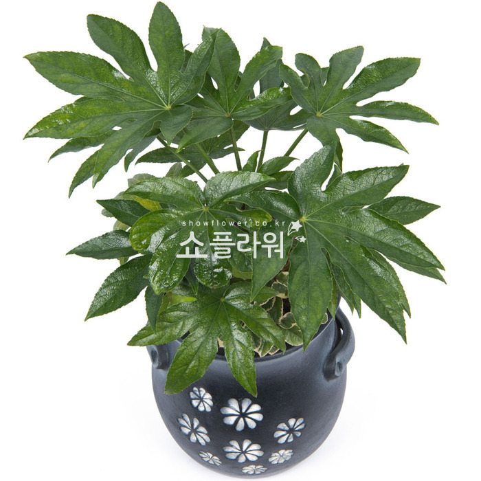 상세이미지