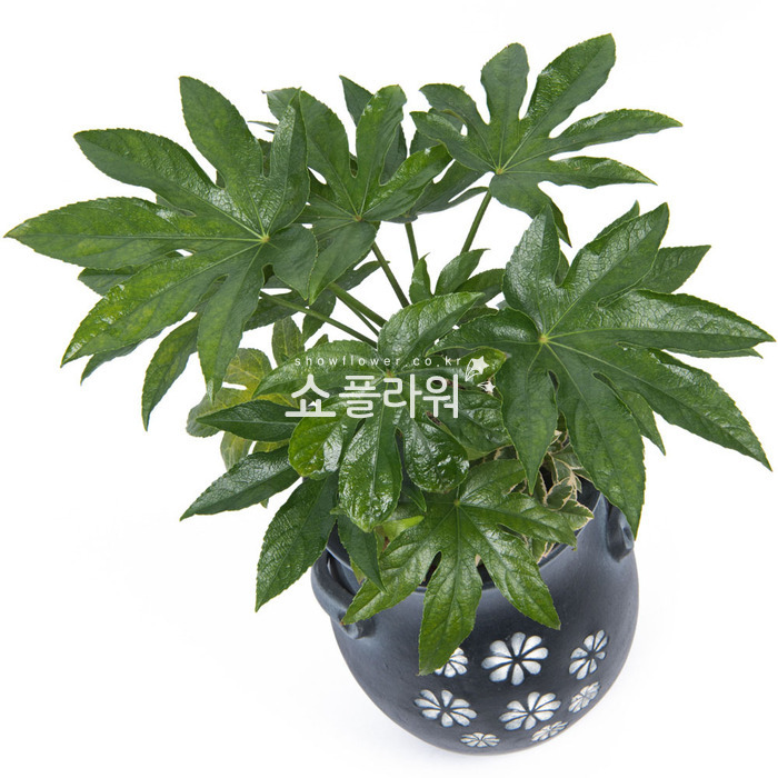 상세이미지