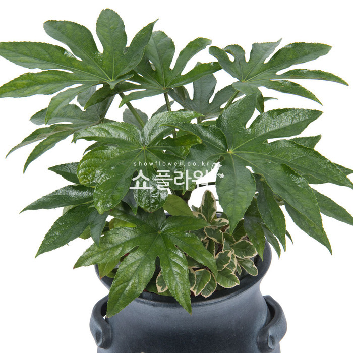 상세이미지