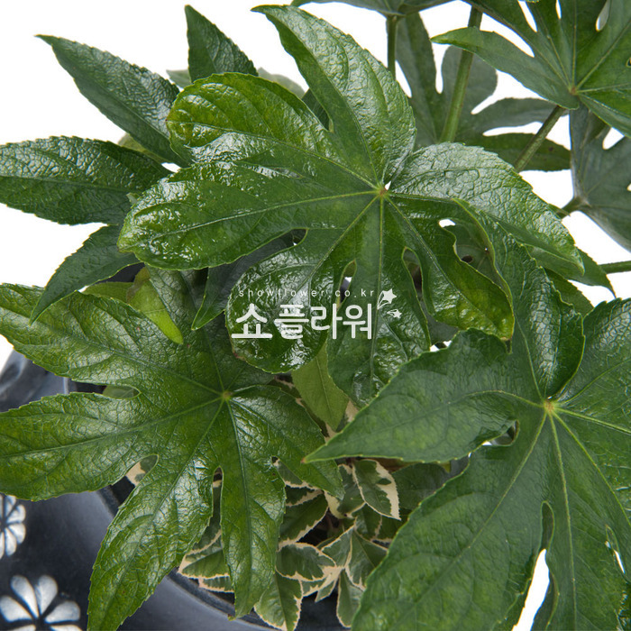 상세이미지