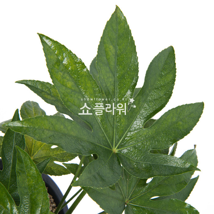 상세이미지