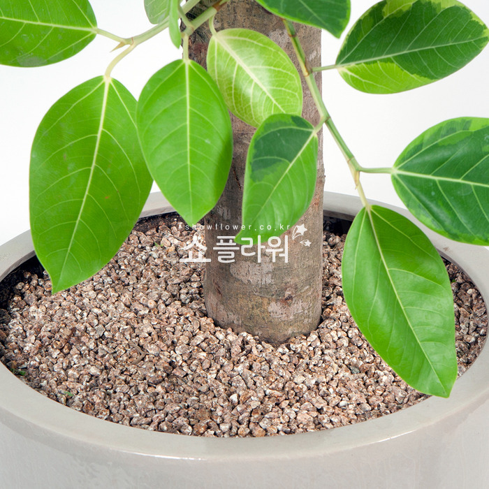 상세이미지