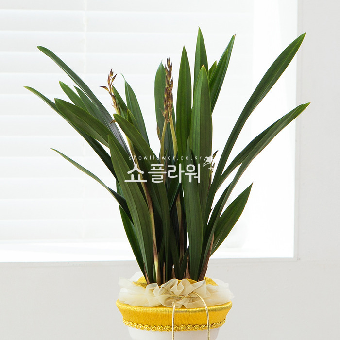 상세이미지