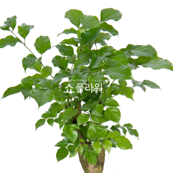 상세이미지
