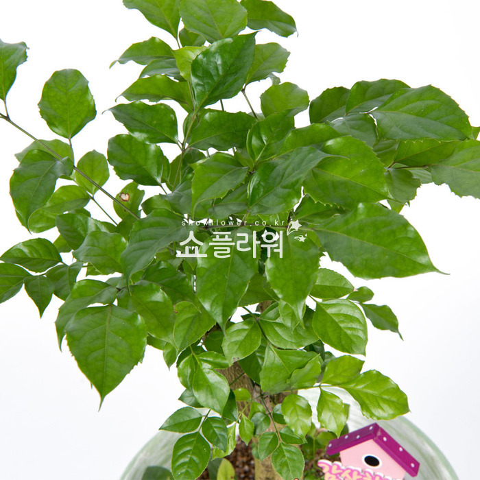 상세이미지