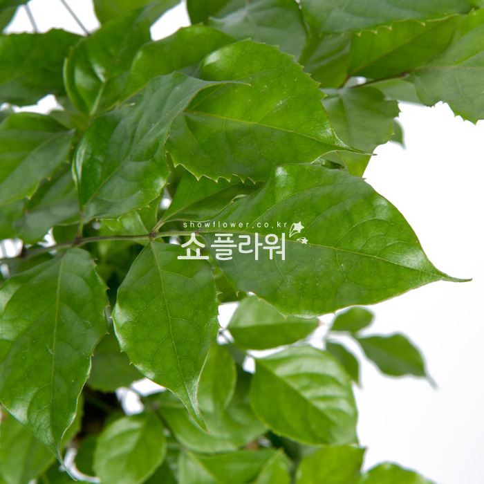 상세이미지