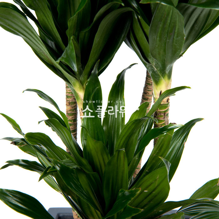 상세이미지
