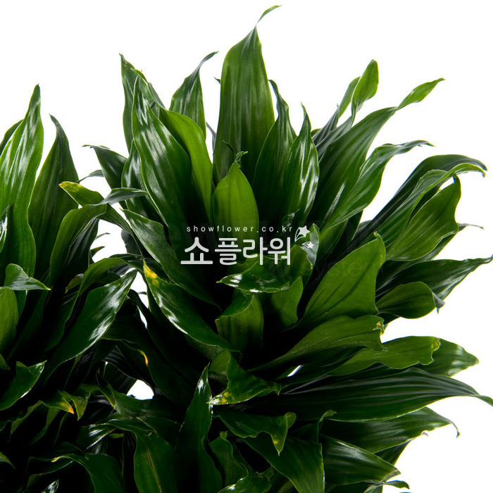 상세이미지
