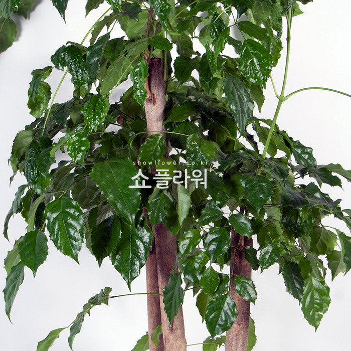 상세이미지
