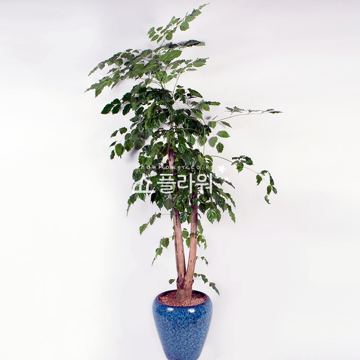 상세이미지