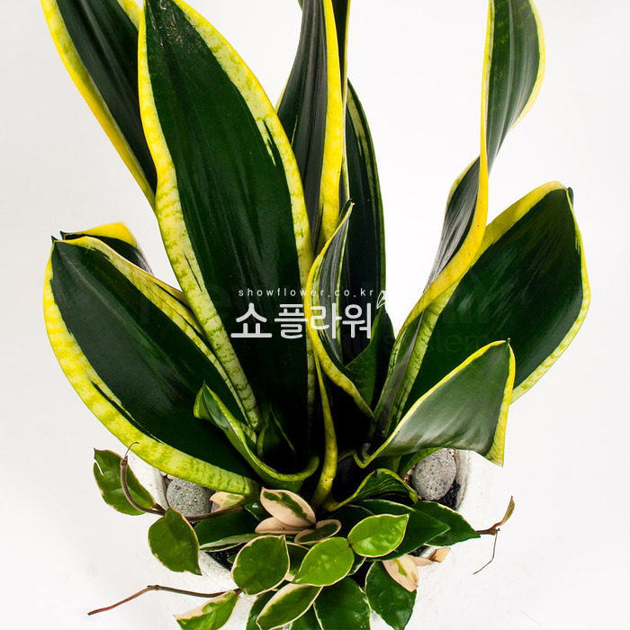 상세이미지