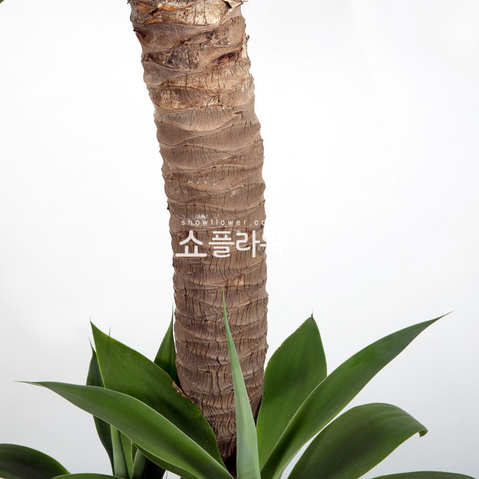 상세이미지