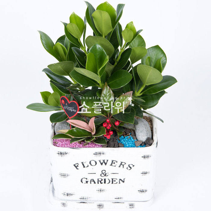 상세이미지