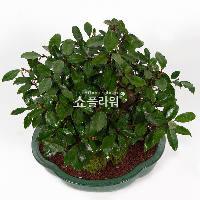상세이미지
